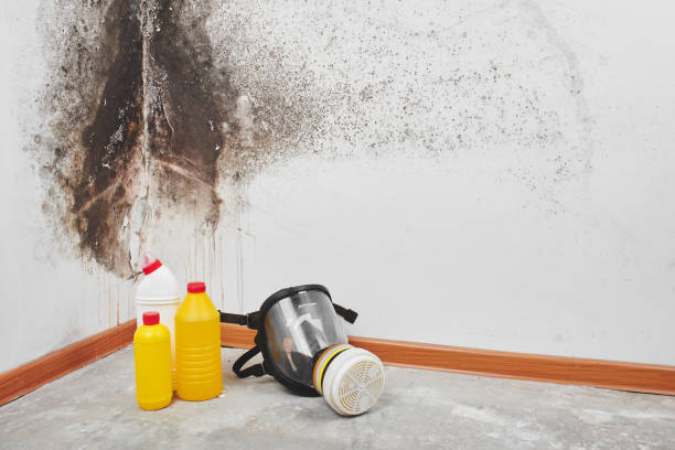 Best Commercial Mold Removal  in Martins Additions, MD