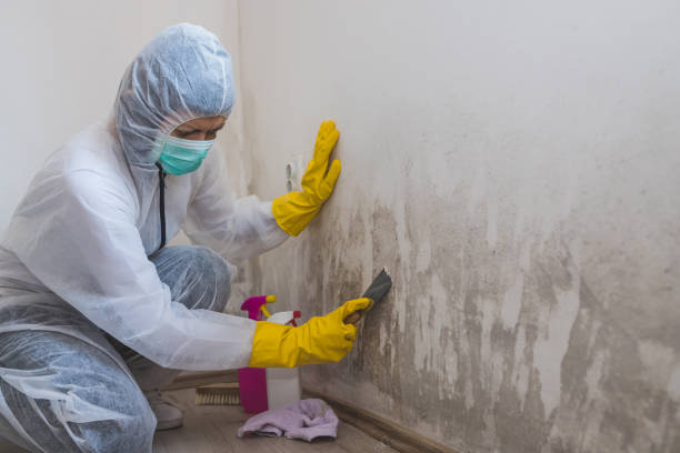 Mold Testing and Removal in Martins Additions, MD