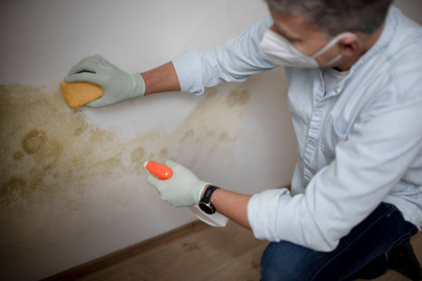 Best Same-Day Mold Removal  in Martins Additions, MD