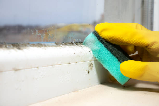Best Mold Damage Repair  in Martins Additions, MD