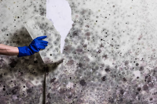 Best Residential Mold Removal  in Martins Additions, MD